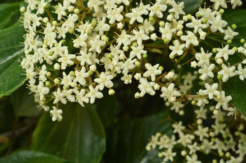 ハクサンボク,雄しべ,雌しべ,樹木,白山木,はくさんぼく