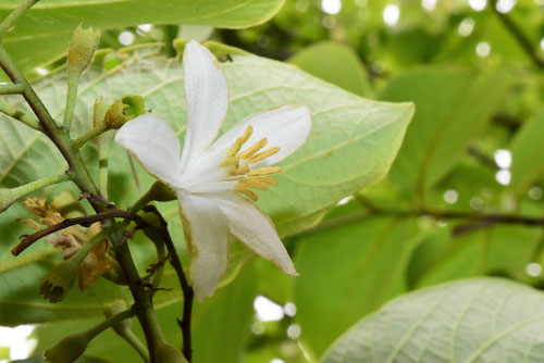 花言葉,香り
