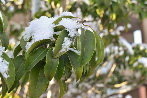 soyogo tree