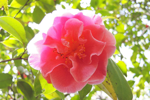 マリーブレーシー　