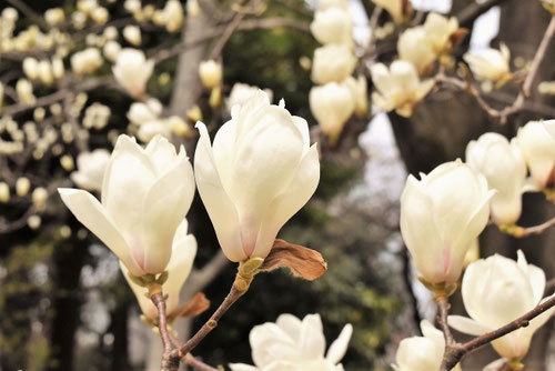 香りのある木,香りの良い花木,品種