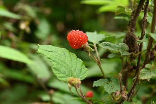野生のイチゴ