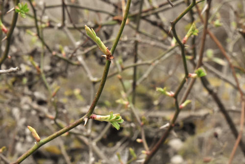 のいばら,植物,ノイバラ,野ばら
