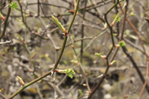 ノイバラ,のいばら,植物,野ばら