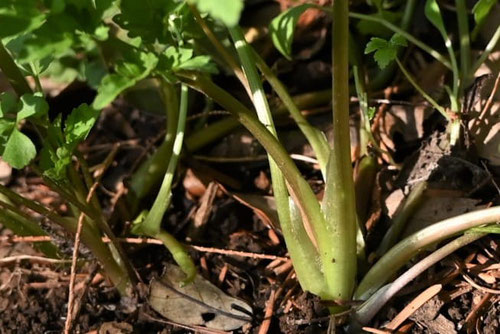 せり,植物