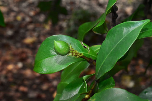 カラタネオガタマ,からたねおたがま,Banana shrub,Banana bush,fruits