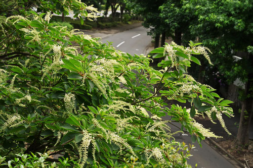 リョウブの花言葉は,りょうぶ