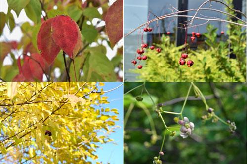紅葉が美しい木,低木,紅葉する木