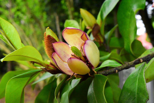 カラタネオガタマの花はどんな花ですか,トウオガタマ,花の香り