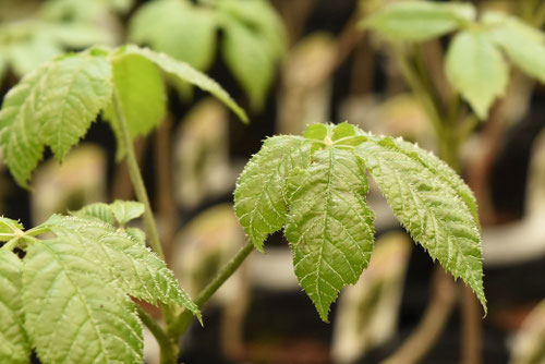 こしあぶら,植物,コシアブラの木