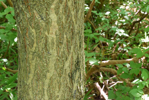 sawasiba,tree,trunk