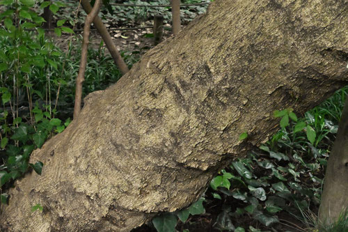 ミツデカエデの木,みつでかえで,植物