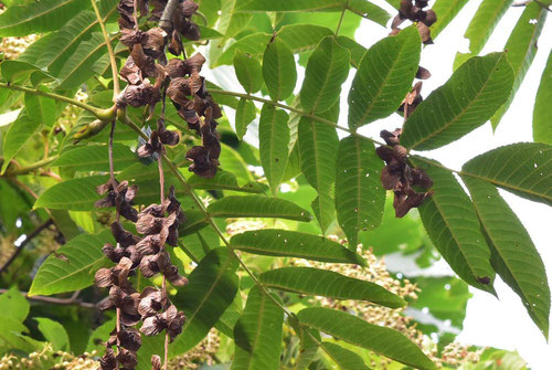 Japanese wingnut,tree