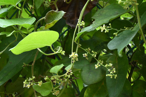 青葛藤の開花時期,アオツヅラフジ,あおつづらふじ