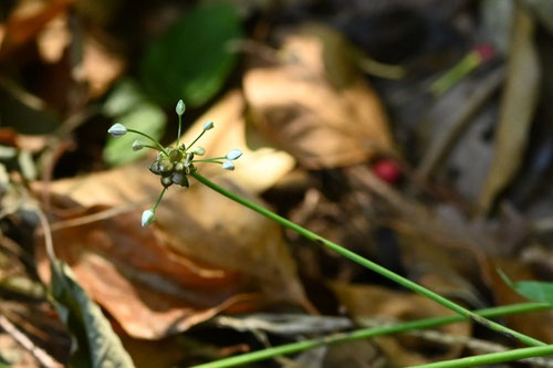 のびる,ノビル,野蒜,画像,植物
