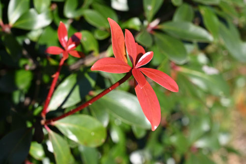 冬に葉が赤くなる