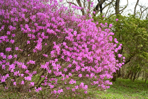 ミツバツツジ,みつばつつじ,植物,花期