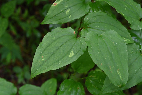 ヤマカシュウ,植物