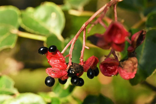 赤い実のなる木の名前,図鑑,春,夏,秋,冬,毒