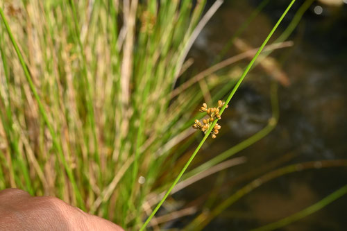 いぐさ,植物