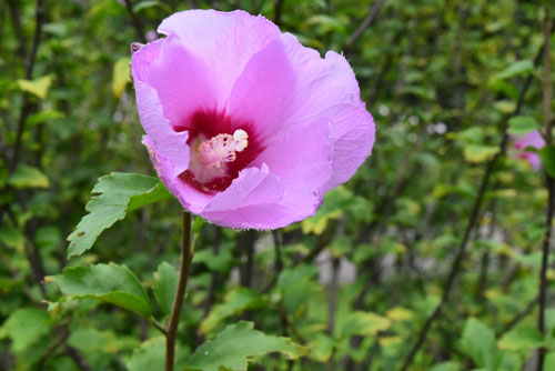 ７月に咲くピンク色の花