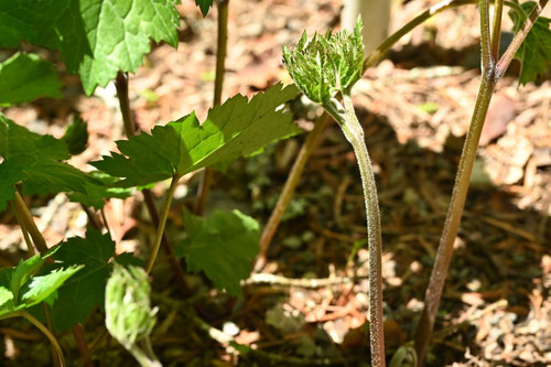 いぬしょうま,植物,犬升麻