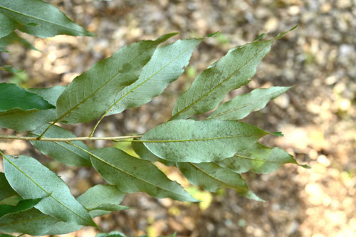 樫の種類,ウラジロガシの木