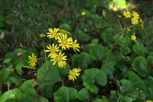 つわぶき,花,画像