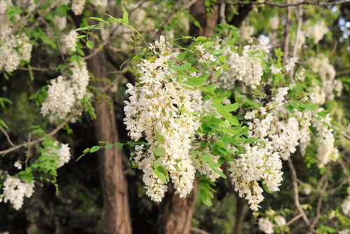 香りのある木,fragrant wood