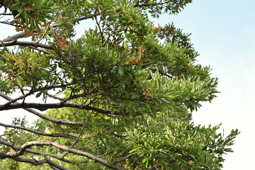 オガタマノキ,おがたまのき,Japanese Banana bush