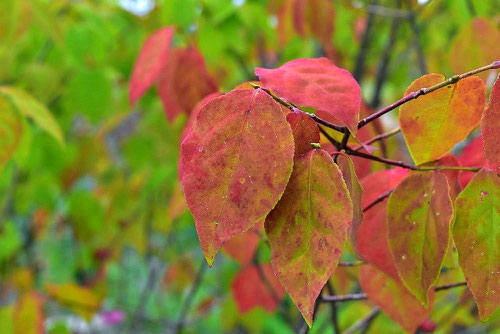 ツリバナ　紅葉　黄葉