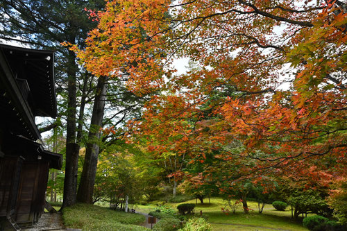 大椛,おおもみじ,紅葉