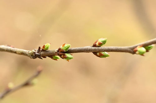 downy cherry
