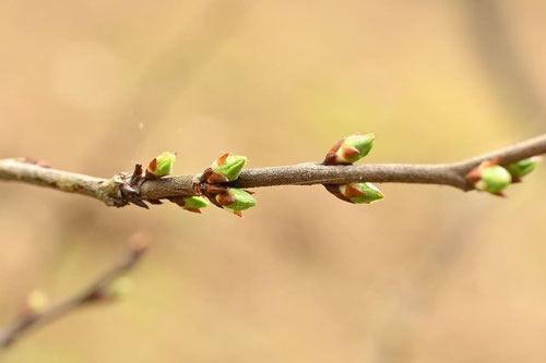 花,ユスラウメ,ゆすらうめ,downy cherry
