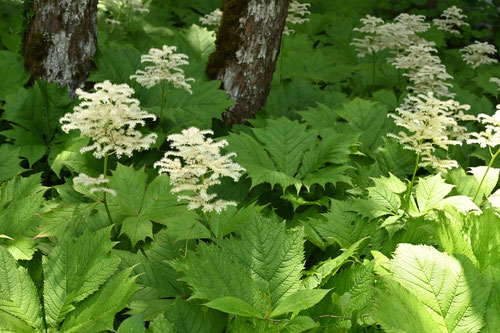 ヤグルマソウ,開花時期