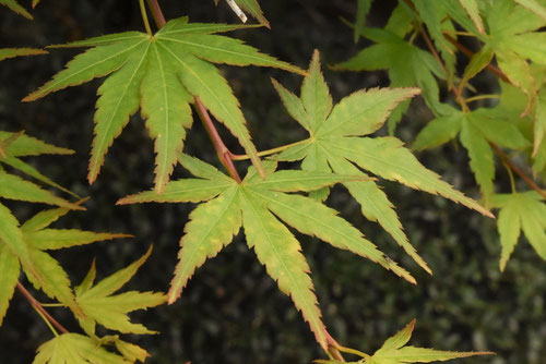 ヤマモミジ,山紅葉の葉の特徴,やまもみじ