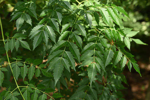 センダンの木,栴檀,せんだん,葉っぱ,写真