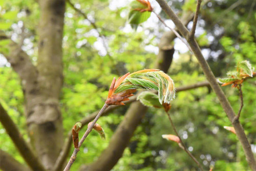 ブナ,Japanese beech,ぶな