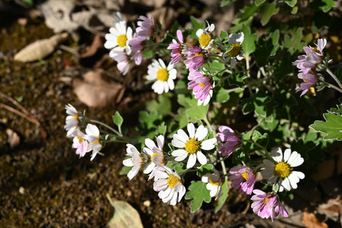 Noji-giku（Japanese wild chrysanthemum）