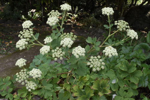 チョーミーグサ,長命草の花