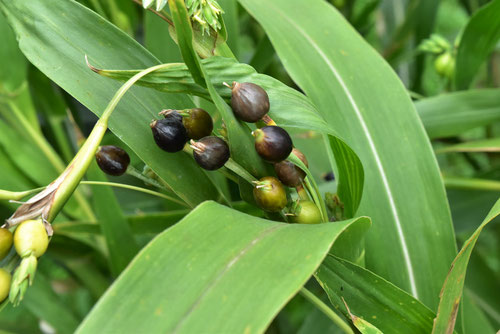 数珠玉,植物,じゅずだま