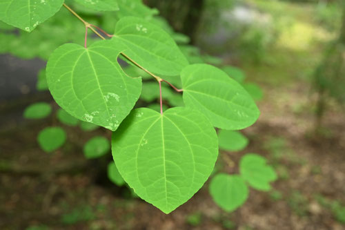 かつら,植物