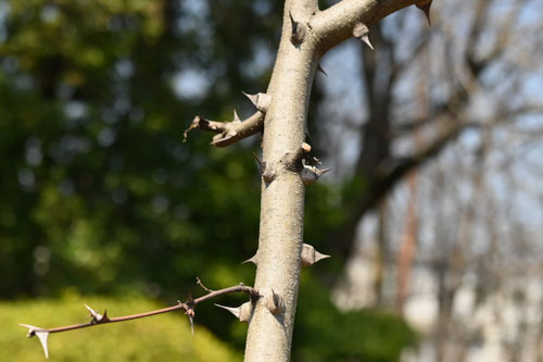 フユザンショウ,冬山椒の木