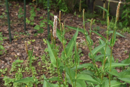 いぶきとらのお,植物,イブキトラノオ