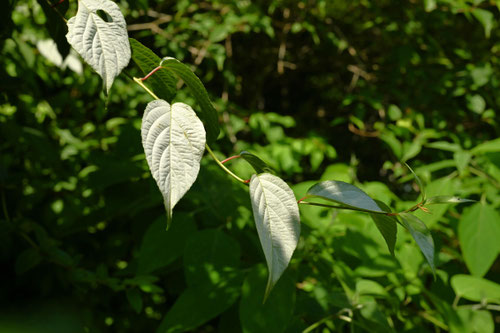 またたびの木,木天蓼,植物,マタタビ