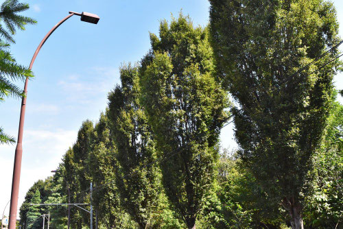 けやき,ケヤキ,細い欅,品種,特徴