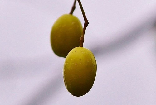 センダン,chinaberry,fruits