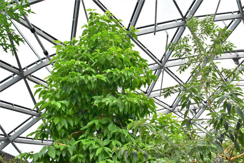 White champak tree