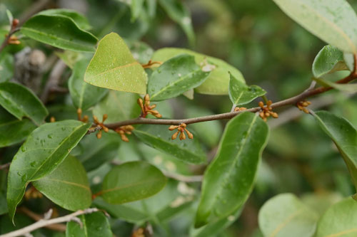 ツルグミ,つるぐみ,蔓茱萸の木