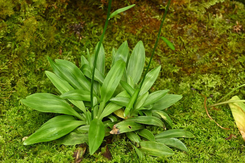 美濃地方の植物